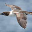 Nazca Booby